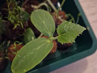 Gesundes Lernen mit Hochbeeten Umsetzung Bild 2