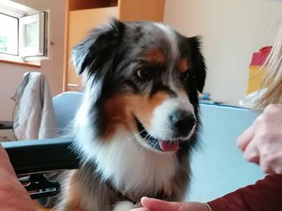 Therapiehunde im Senior:innenheim Bild