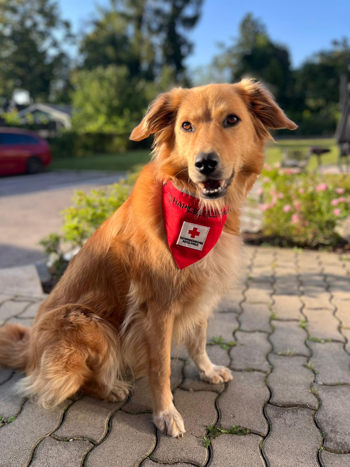 Therapiebegleithunde Projekt Logo